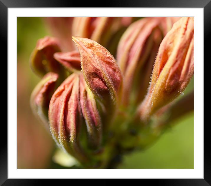 I'll be a Rhodo Soon Framed Mounted Print by Mary Lane