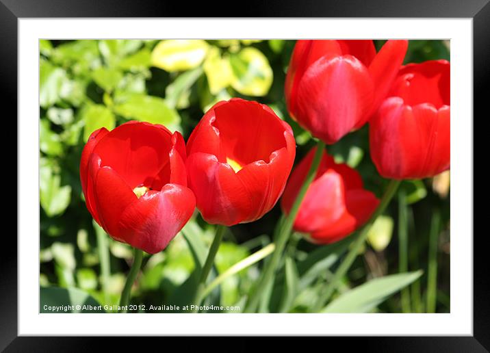 Through the tulips Framed Mounted Print by Albert Gallant
