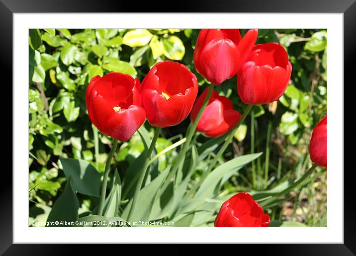 Tulips Framed Mounted Print by Albert Gallant
