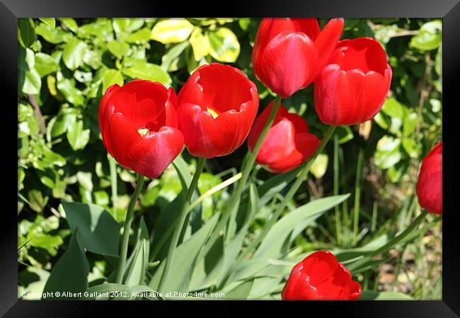 Tulips Framed Print by Albert Gallant