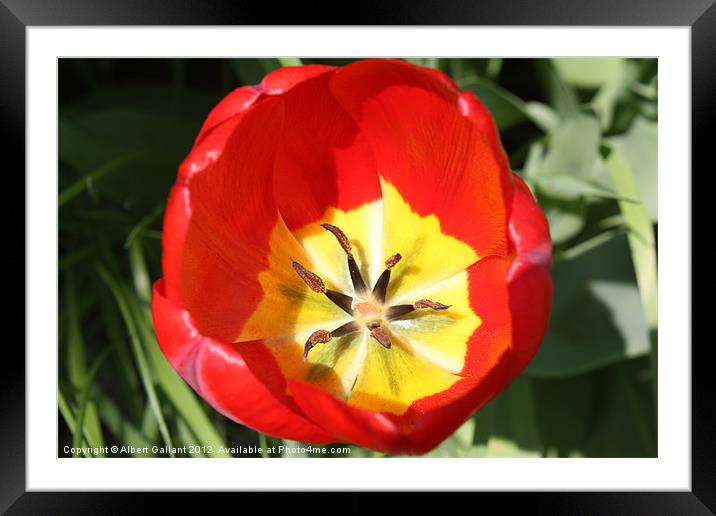 Tulip Framed Mounted Print by Albert Gallant