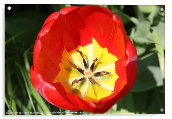 Tulip Acrylic by Albert Gallant