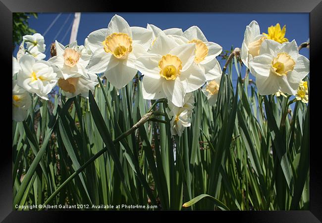 Daffodil Framed Print by Albert Gallant