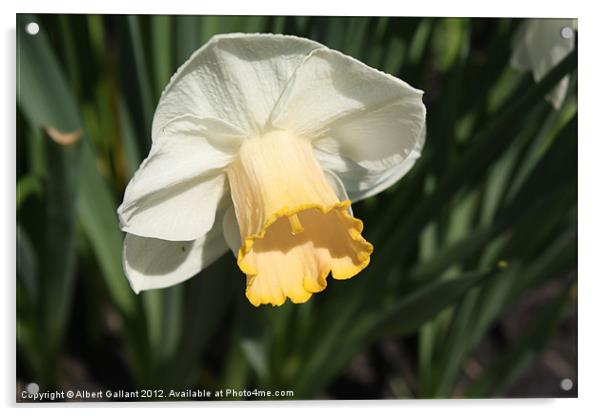 Daffodil Acrylic by Albert Gallant
