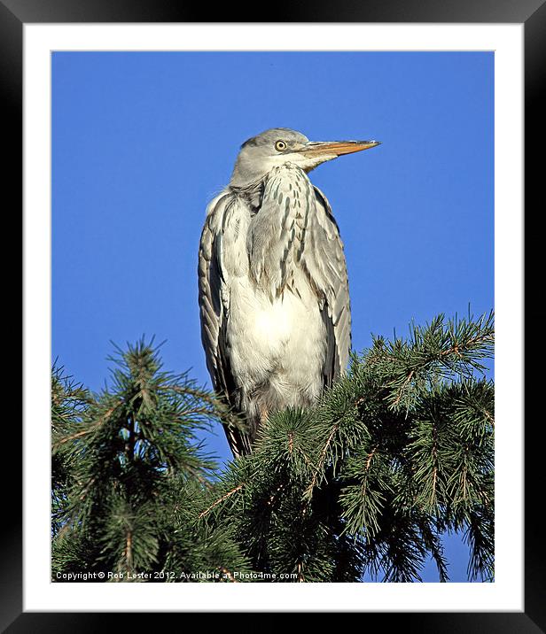 Lofty perch Framed Mounted Print by Rob Lester