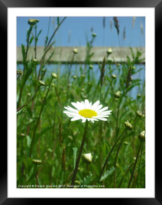 Bright Daisy Framed Mounted Print by Eleanor McCabe