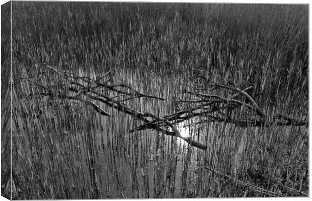 Reeds and Tree Branches Canvas Print by David Pyatt