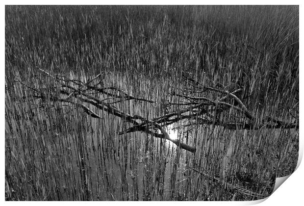 Reeds and Tree Branches Print by David Pyatt