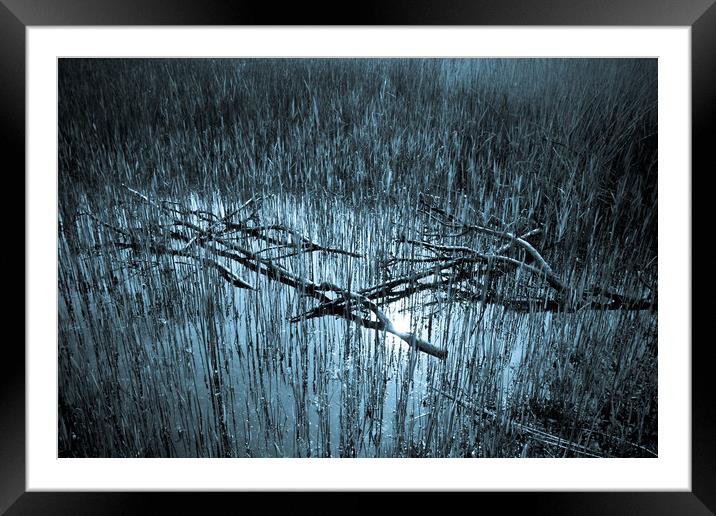 Reeds and Tree Branches Framed Mounted Print by David Pyatt