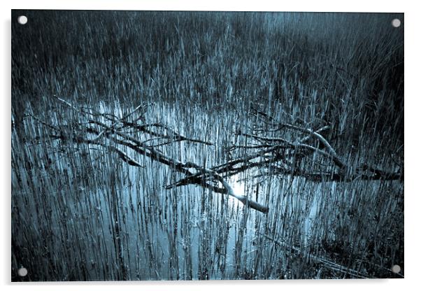 Reeds and Tree Branches Acrylic by David Pyatt