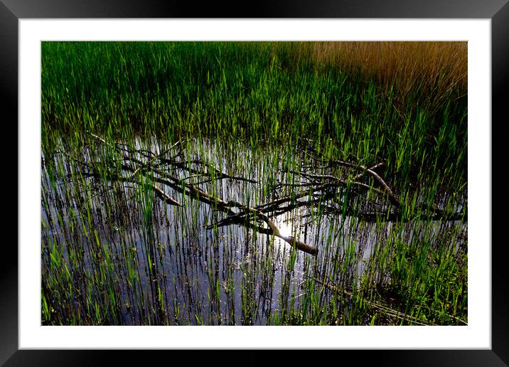 Reeds and Tree Branches Framed Mounted Print by David Pyatt