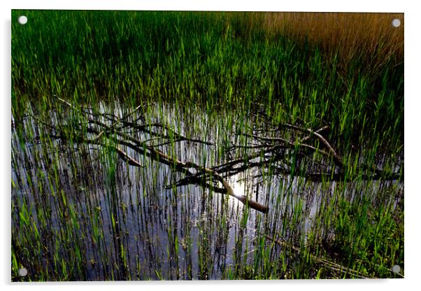 Reeds and Tree Branches Acrylic by David Pyatt