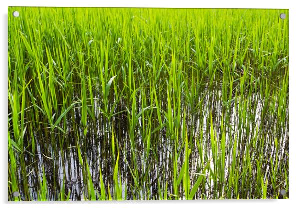 Shallow Pond Reeds Acrylic by David Pyatt