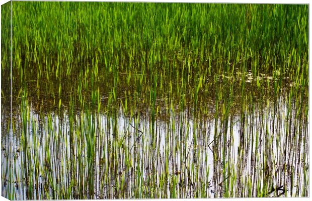 Shallow Pond Reeds Canvas Print by David Pyatt