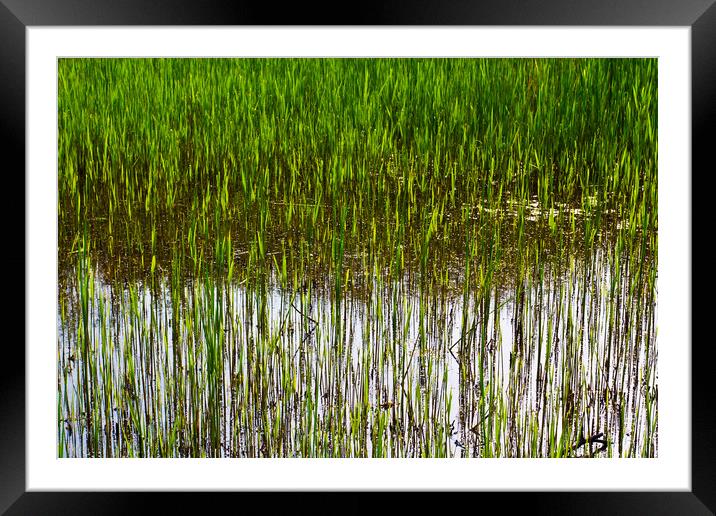 Shallow Pond Reeds Framed Mounted Print by David Pyatt