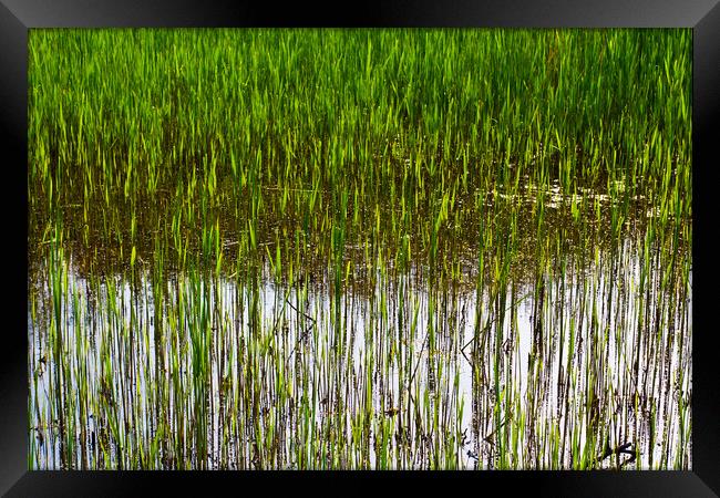 Shallow Pond Reeds Framed Print by David Pyatt