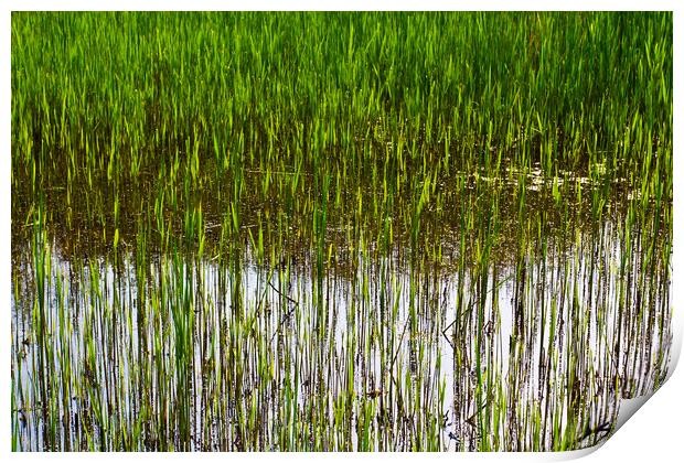 Shallow Pond Reeds Print by David Pyatt