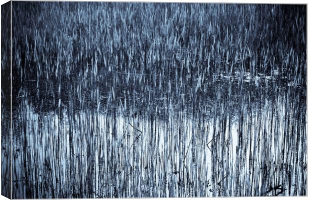Shallow Pond Reeds Canvas Print by David Pyatt