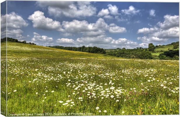 Summer Meadow Canvas Print by David Tinsley