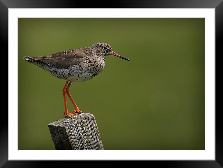 REDSHANK Framed Mounted Print by Anthony R Dudley (LRPS)