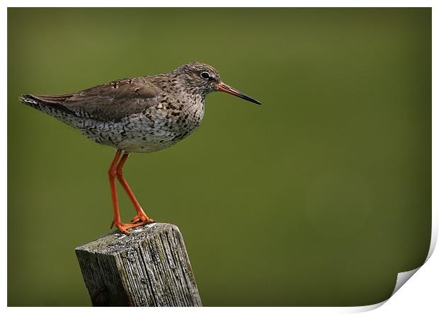 REDSHANK Print by Anthony R Dudley (LRPS)