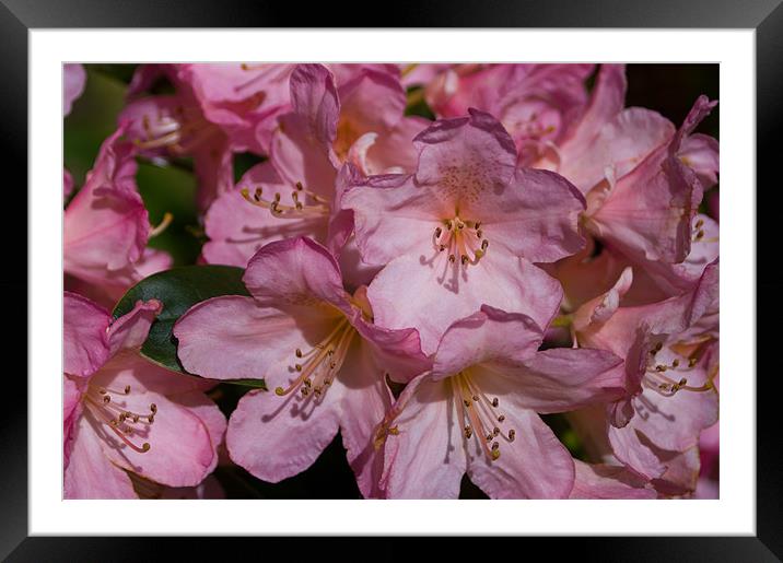 Raspberry Ripple Rhododendron Framed Mounted Print by Jacqi Elmslie