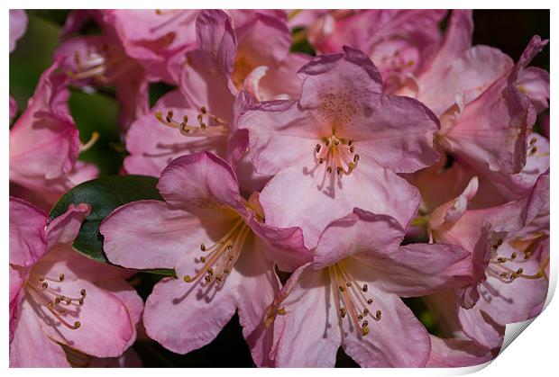 Raspberry Ripple Rhododendron Print by Jacqi Elmslie