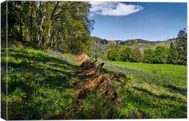 Bluebells in Scotland Canvas Print by Jacqi Elmslie