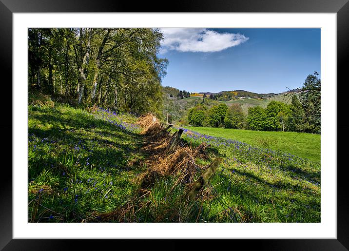 Bluebells in Scotland Framed Mounted Print by Jacqi Elmslie