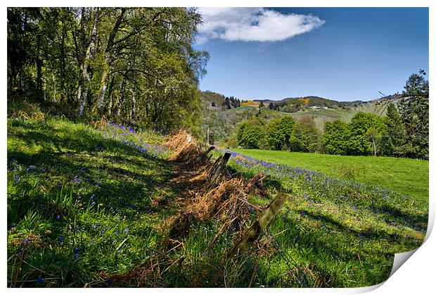 Bluebells in Scotland Print by Jacqi Elmslie