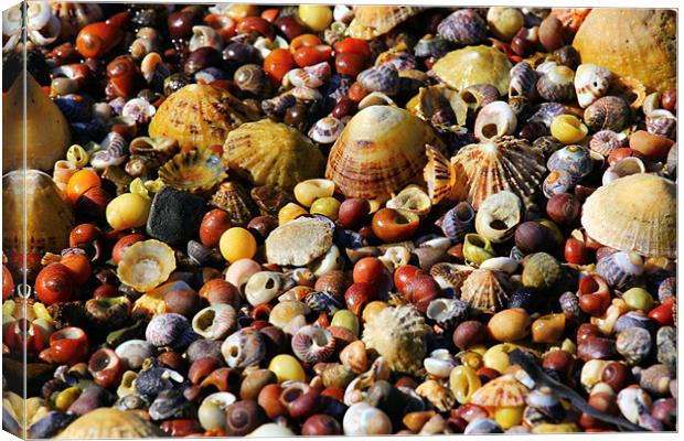 Sea Shells Pic & Mix Canvas Print by Julie Ormiston