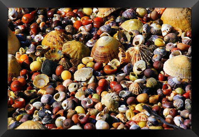 Sea Shells Pic & Mix Framed Print by Julie Ormiston