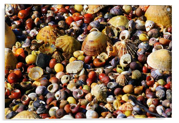 Sea Shells Pic & Mix Acrylic by Julie Ormiston