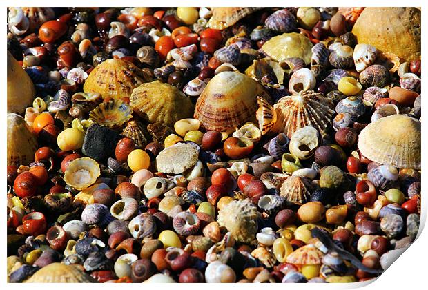 Sea Shells Pic & Mix Print by Julie Ormiston