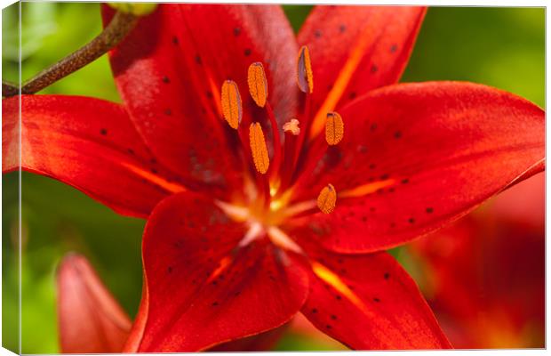 The Red Lily Canvas Print by Olgast 