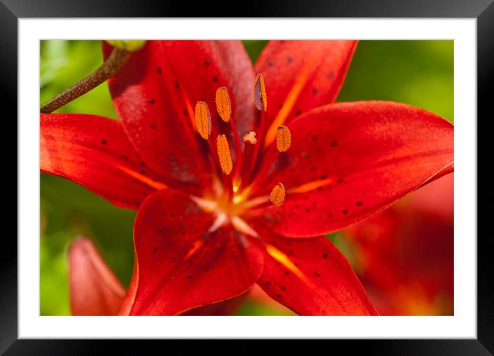 The Red Lily Framed Mounted Print by Olgast 