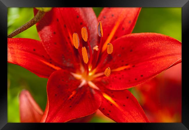 The Red Lily Framed Print by Olgast 
