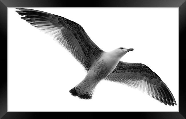 Free as a bird Framed Print by chris kemp