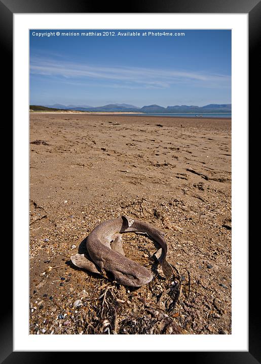 dead dogfish on Newborough beach Framed Mounted Print by meirion matthias