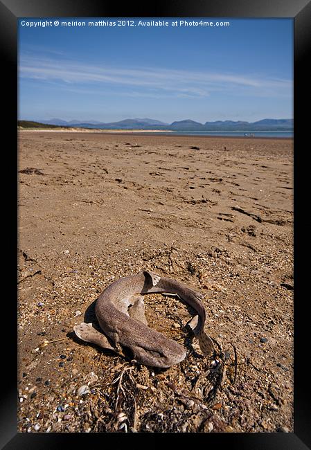 dead dogfish on Newborough beach Framed Print by meirion matthias