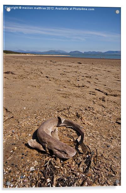 dead dogfish on Newborough beach Acrylic by meirion matthias