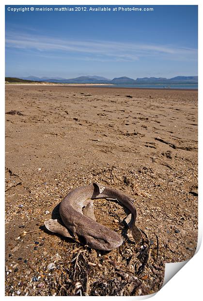 dead dogfish on Newborough beach Print by meirion matthias