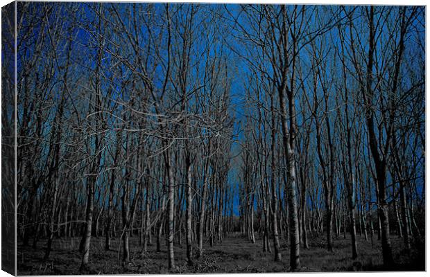 naked forest Canvas Print by chris kemp