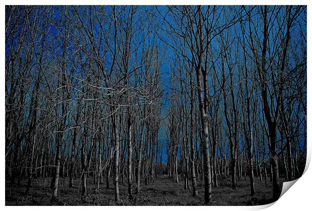 naked forest Print by chris kemp
