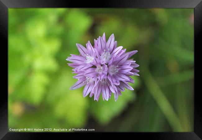 Chive Flower From Above Framed Print by Will Holme