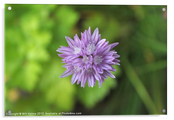 Chive Flower From Above Acrylic by Will Holme