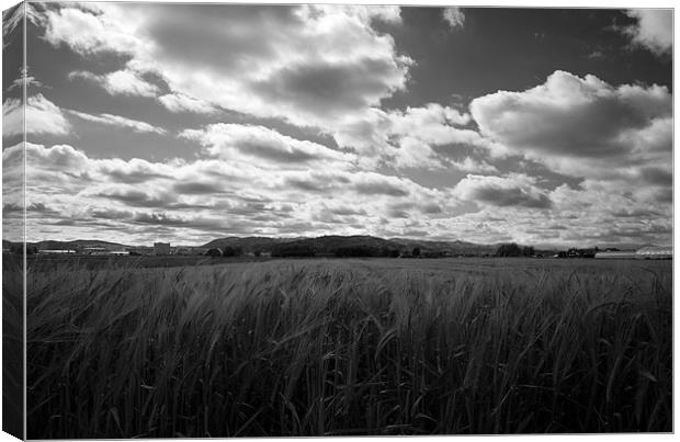 Through the fields after the rain Canvas Print by Ian Middleton