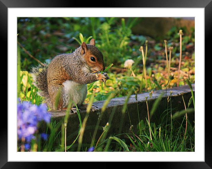 grey squirrel Framed Mounted Print by dennis brown