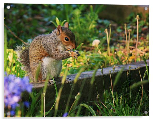 grey squirrel Acrylic by dennis brown
