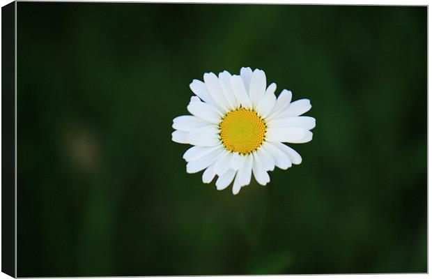 daisy Canvas Print by dennis brown